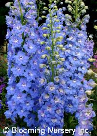 Delphinium New Millennium 'Sunny Skies'